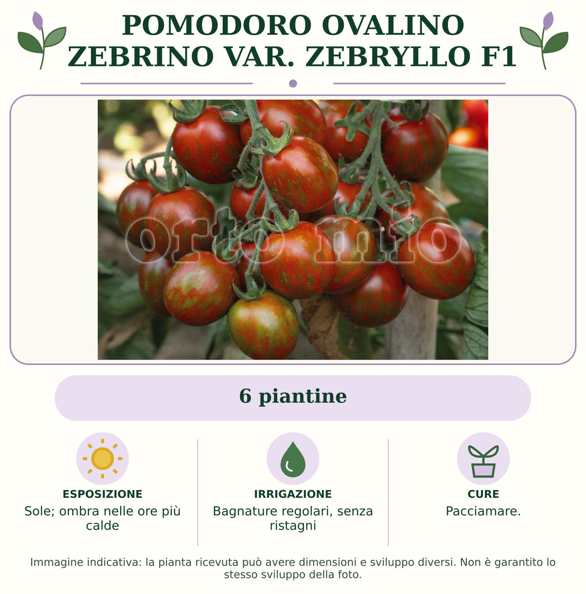Pomodoro ovalino Zebrino var. Zebryllo F1: 6 piantine. Sole; ombra nelle ore più calde. Bagnature regolari, senza ristagni. Pacciamare.. Immagine indicativa.