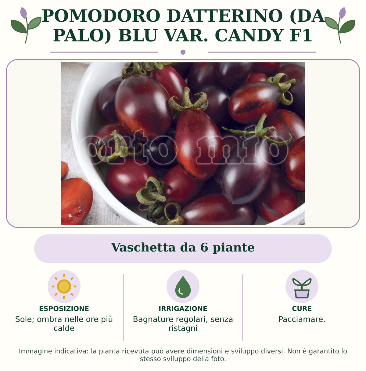 Pomodoro Datterino (da palo) Blu var. Candy F1: Vaschetta da 6 piante. Sole; ombra nelle ore più calde. Bagnature regolari, senza ristagni. Pacciamare.. Immagine indicativa.