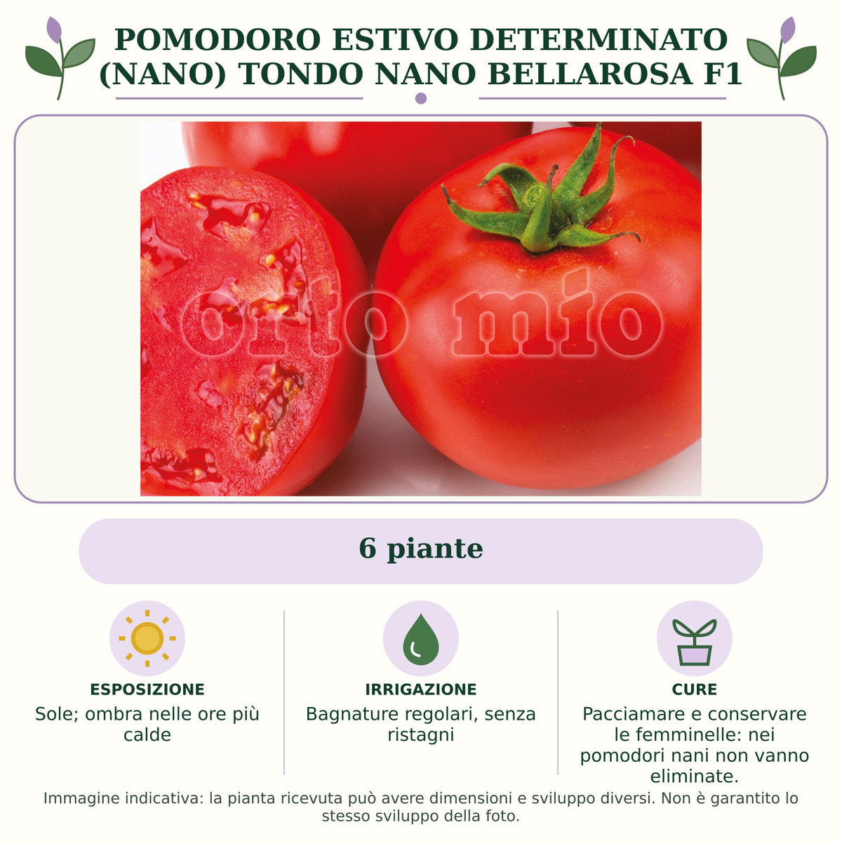 Pomodoro estivo determinato (nano) tondo nano Bellarosa F1: 6 piante. Sole; ombra nelle ore più calde. Bagnature regolari, senza ristagni. Pacciamare e conservare le femminelle: nei pomodori nani non vanno eliminate.. Immagine indicativa.