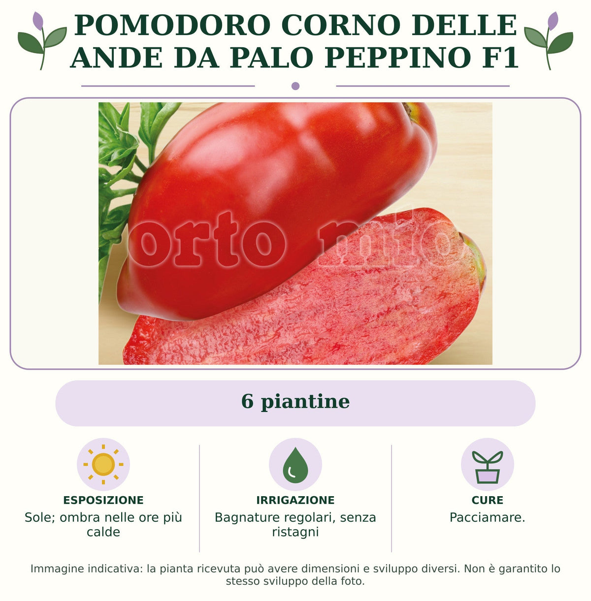 Pomodoro corno delle Ande da palo Peppino F1: 6 piantine. Sole; ombra nelle ore più calde. Bagnature regolari, senza ristagni. Pacciamare.. Immagine indicativa.