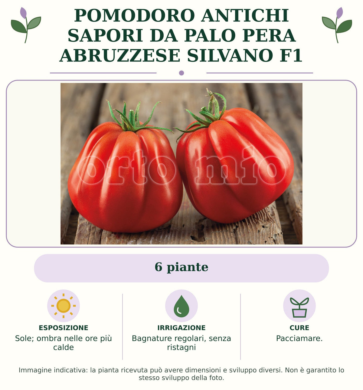 Pomodoro Antichi Sapori da palo Pera abruzzese Silvano F1: 6 piante. Sole; ombra nelle ore più calde. Bagnature regolari, senza ristagni. Pacciamare.. Immagine indicativa.