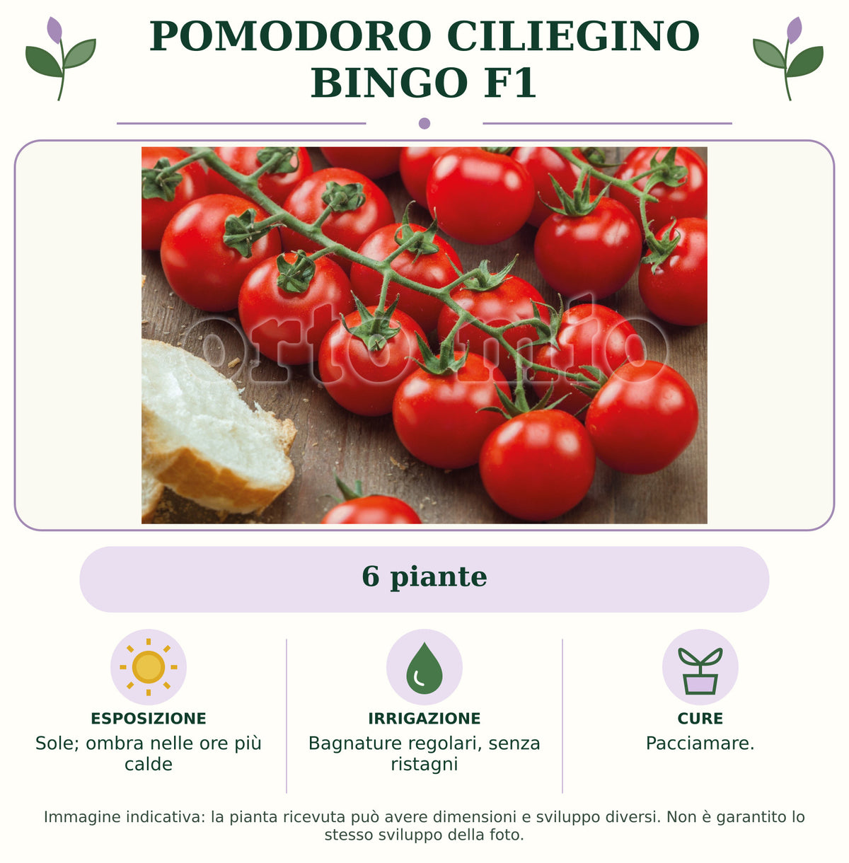 Pomodoro ciliegino Bingo F1: 6 piante. Sole; ombra nelle ore più calde. Bagnature regolari, senza ristagni. Pacciamare.. Immagine indicativa.