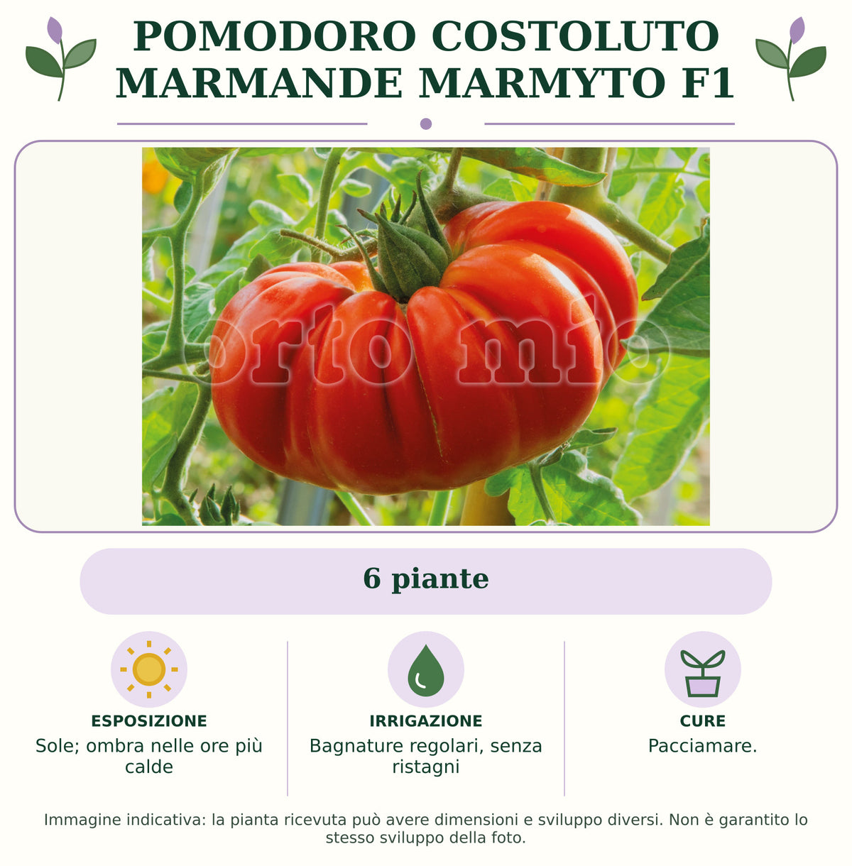 Pomodoro costoluto marmande Marmyto F1: 6 piante. Sole; ombra nelle ore più calde. Bagnature regolari, senza ristagni. Pacciamare.. Immagine indicativa.
