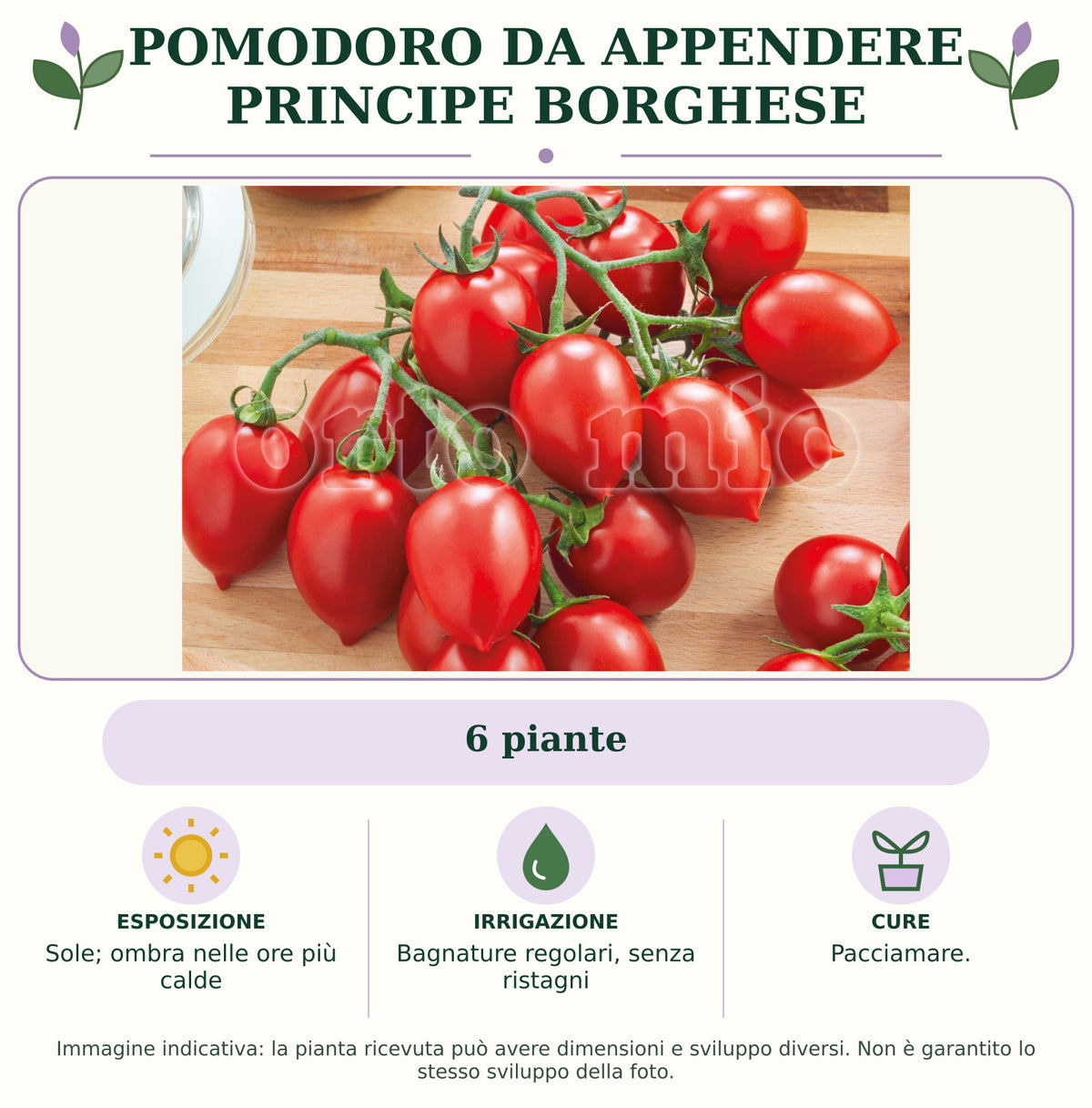 Pomodoro da appendere Principe borghese: 6 piante. Sole; ombra nelle ore più calde. Bagnature regolari, senza ristagni. Pacciamare.. Immagine indicativa.