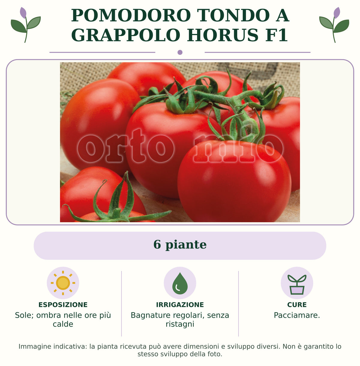 Pomodoro tondo a grappolo Horus F1: 6 piante. Sole; ombra nelle ore più calde. Bagnature regolari, senza ristagni. Pacciamare.. Immagine indicativa.