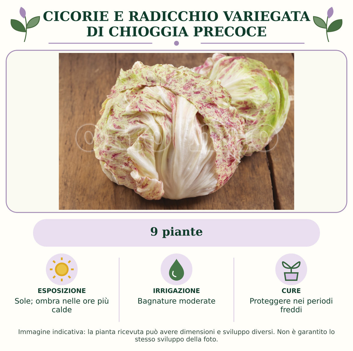 Cicorie e Radicchio variegata di Chioggia precoce: 9 piante. Sole; ombra nelle ore più calde. Bagnature moderate. Proteggere nei periodi freddi. Immagine indicativa.