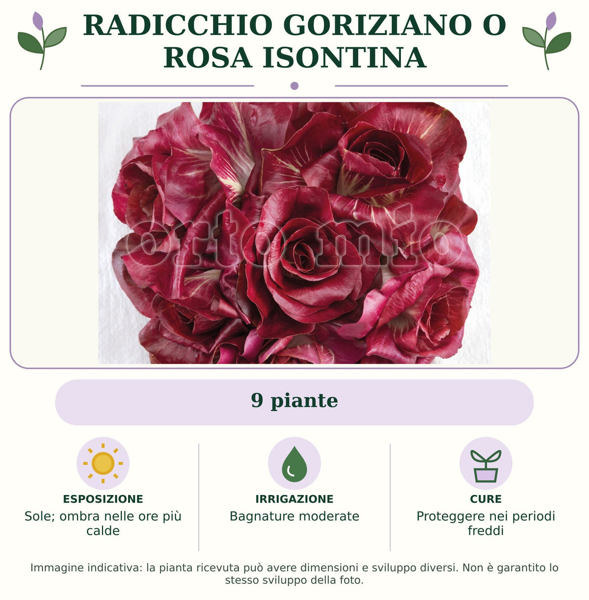 Radicchio goriziano o rosa isontina: 9 piante. Sole; ombra nelle ore più calde. Bagnature moderate. Proteggere nei periodi freddi. Immagine indicativa.