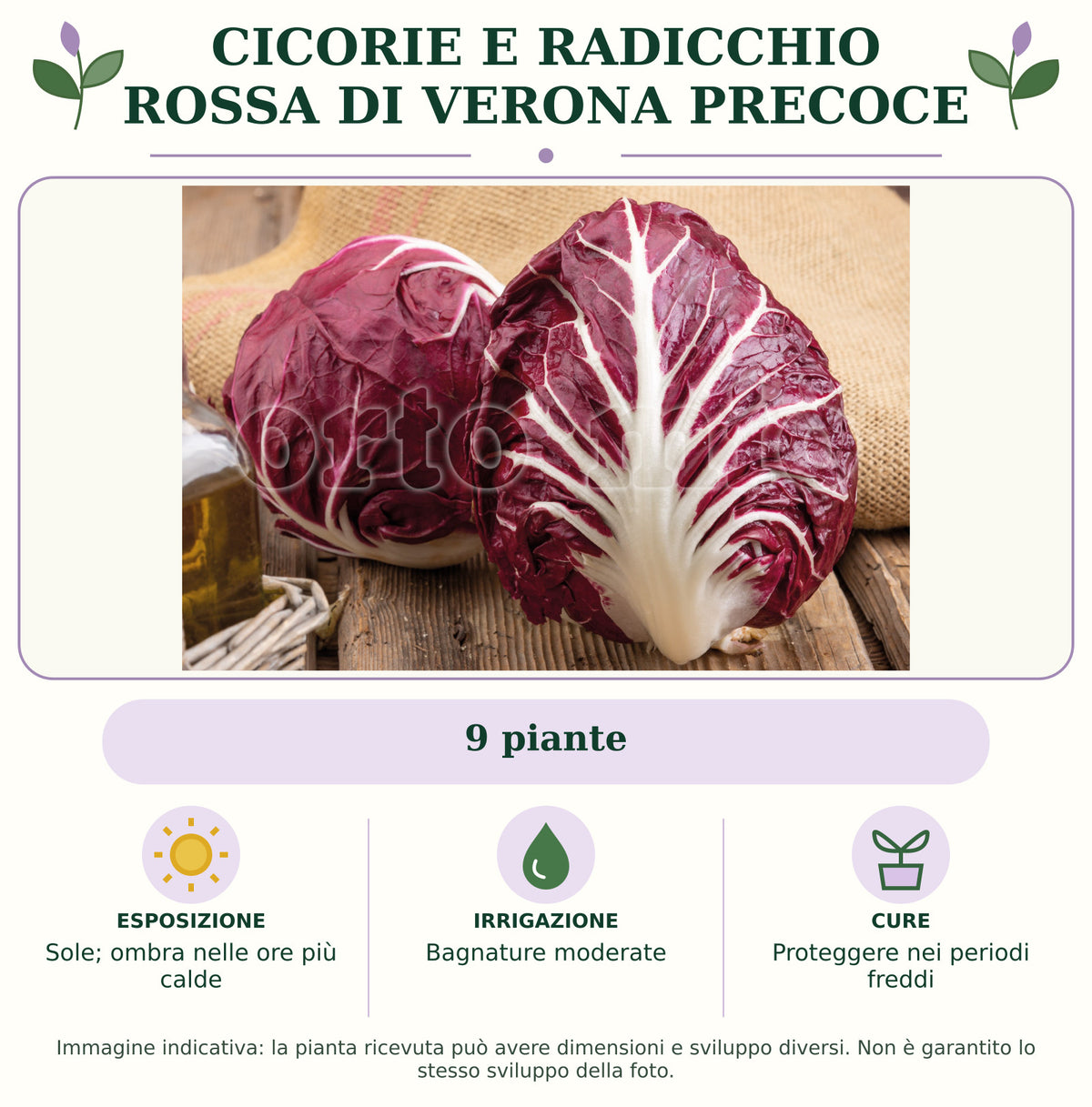 Cicorie e Radicchio rossa di Verona precoce: 9 piante. Sole; ombra nelle ore più calde. Bagnature moderate. Proteggere nei periodi freddi. Immagine indicativa.