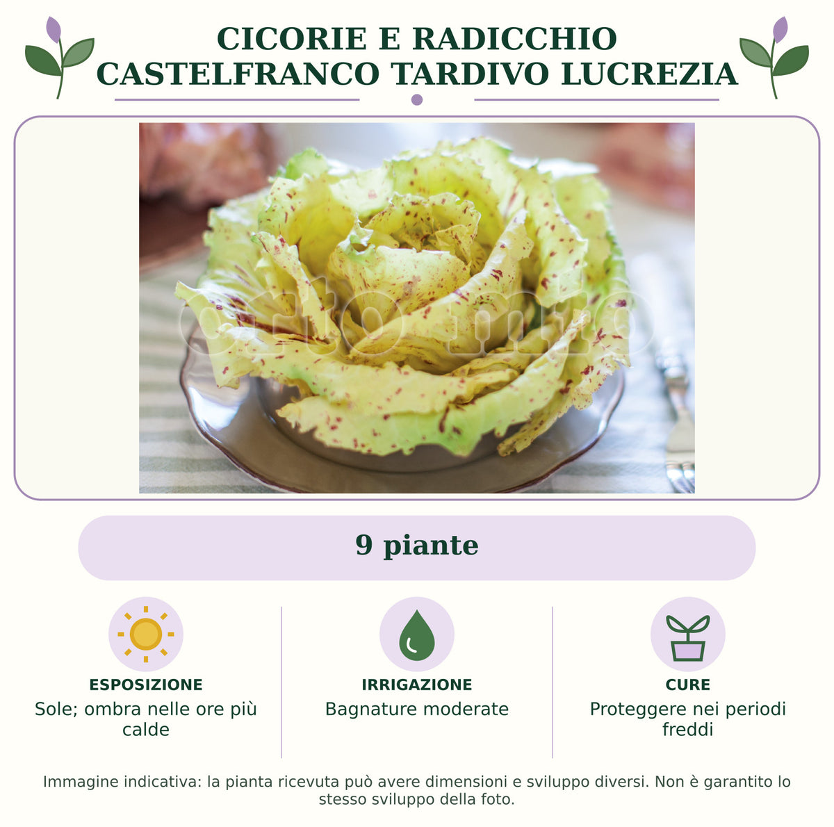 Cicorie e Radicchio Castelfranco tardivo Lucrezia: 9 piante. Sole; ombra nelle ore più calde. Bagnature moderate. Proteggere nei periodi freddi. Immagine indicativa.