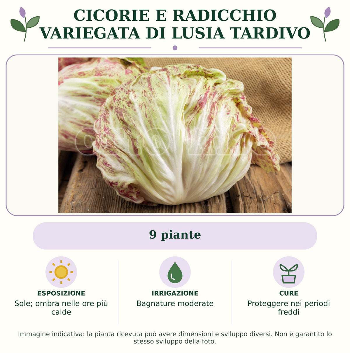 Cicorie e Radicchio variegata di Lusia tardivo: 9 piante. Sole; ombra nelle ore più calde. Bagnature moderate. Proteggere nei periodi freddi. Immagine indicativa.