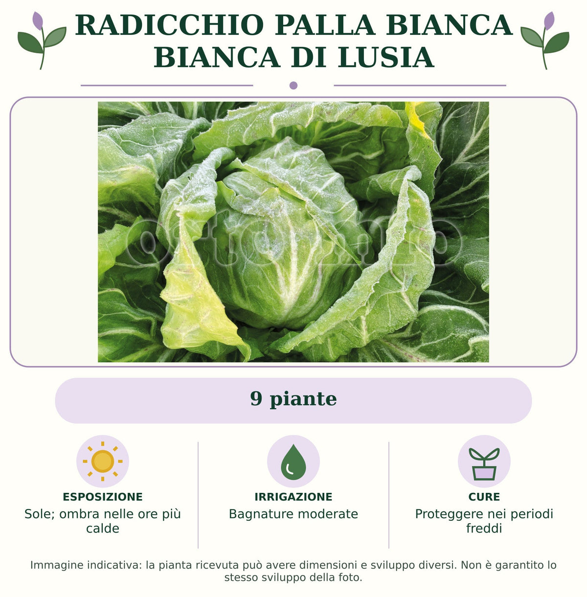 Radicchio palla bianca Bianca di Lusia: 9 piante. Sole; ombra nelle ore più calde. Bagnature moderate. Proteggere nei periodi freddi. Immagine indicativa.
