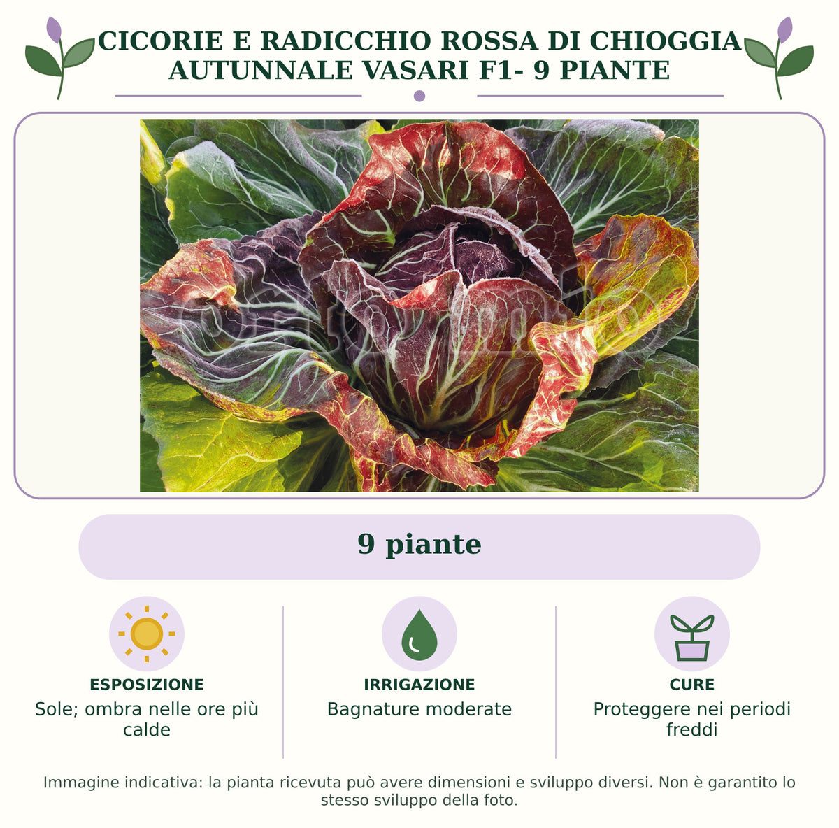 Cicorie e Radicchio rossa di Chioggia autunnale Vasari F1- 9 piante: 9 piante. Sole; ombra nelle ore più calde. Bagnature moderate. Proteggere nei periodi freddi. Immagine indicativa.