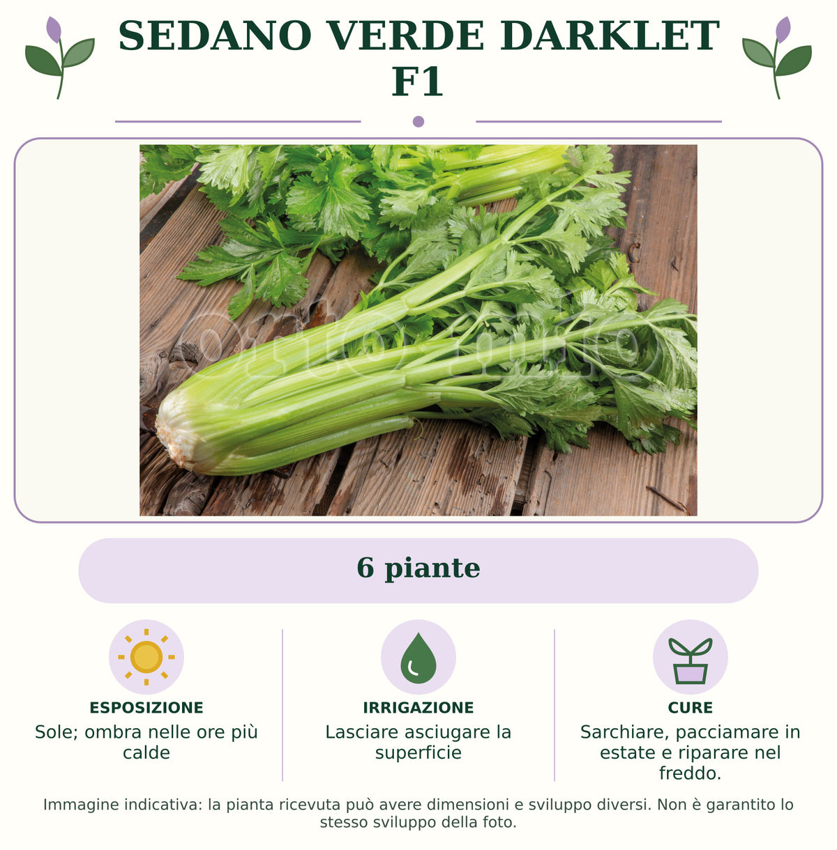 Sedano verde Darklet F1: 6 piante. Sole; ombra nelle ore più calde. Lasciare asciugare la superficie. Sarchiare, pacciamare in estate e riparare nel freddo.. Immagine indicativa.