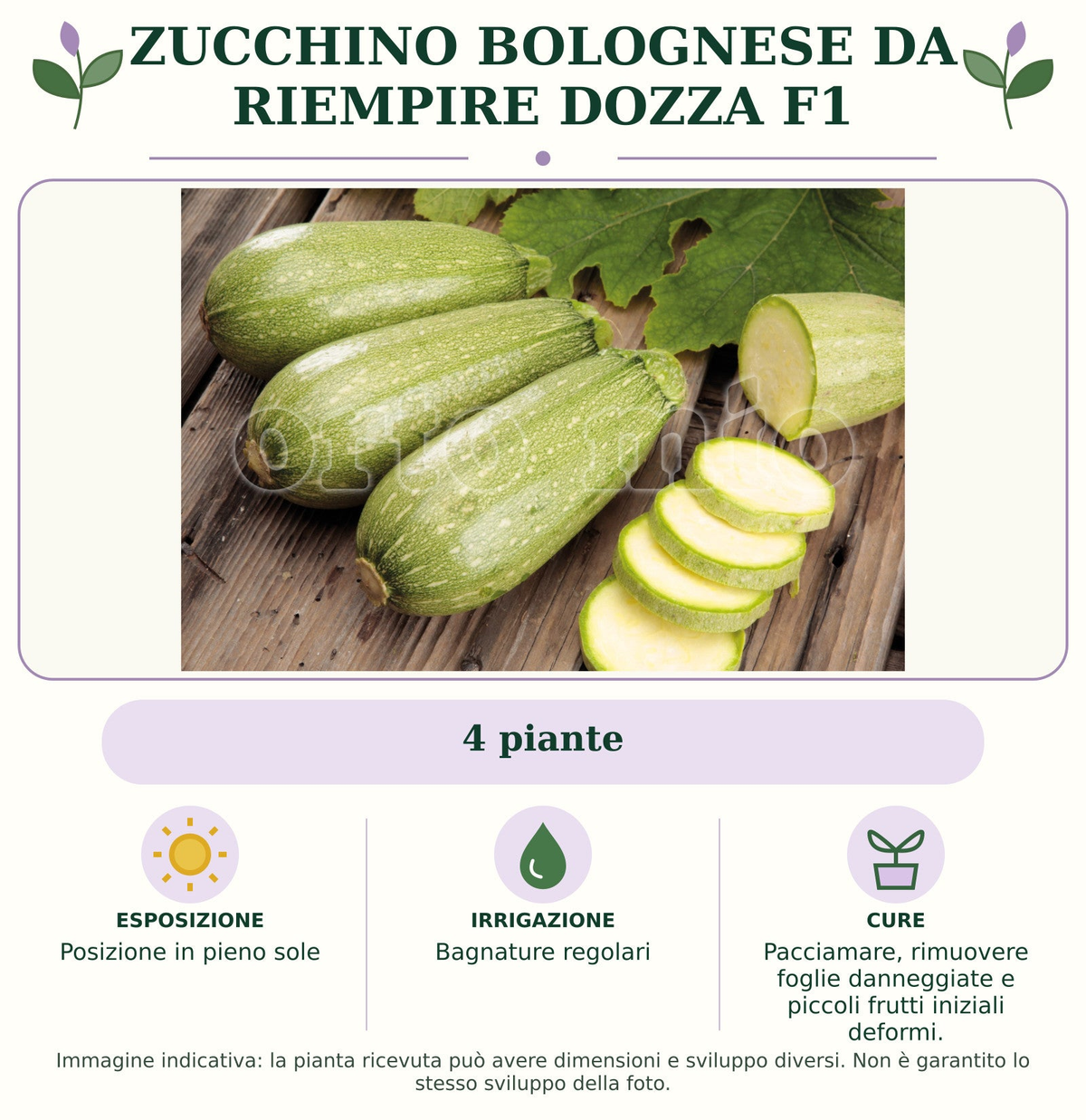 Zucchino Bolognese da riempire Dozza F1: 4 piante. Posizione in pieno sole. Bagnature regolari. Pacciamare, rimuovere foglie danneggiate e piccoli frutti iniziali deformi.. Immagine indicativa.