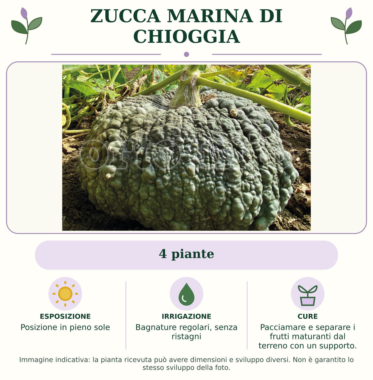 Zucca marina di Chioggia: 4 piante. Posizione in pieno sole. Bagnature regolari, senza ristagni. Pacciamare e separare i frutti maturanti dal terreno con un supporto.. Immagine indicativa.