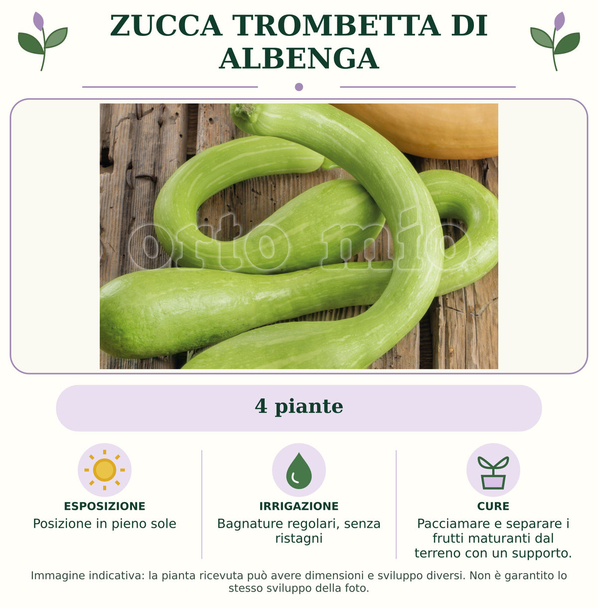 Zucca Trombetta di Albenga: 4 piante. Posizione in pieno sole. Bagnature regolari, senza ristagni. Pacciamare e separare i frutti maturanti dal terreno con un supporto.. Immagine indicativa.