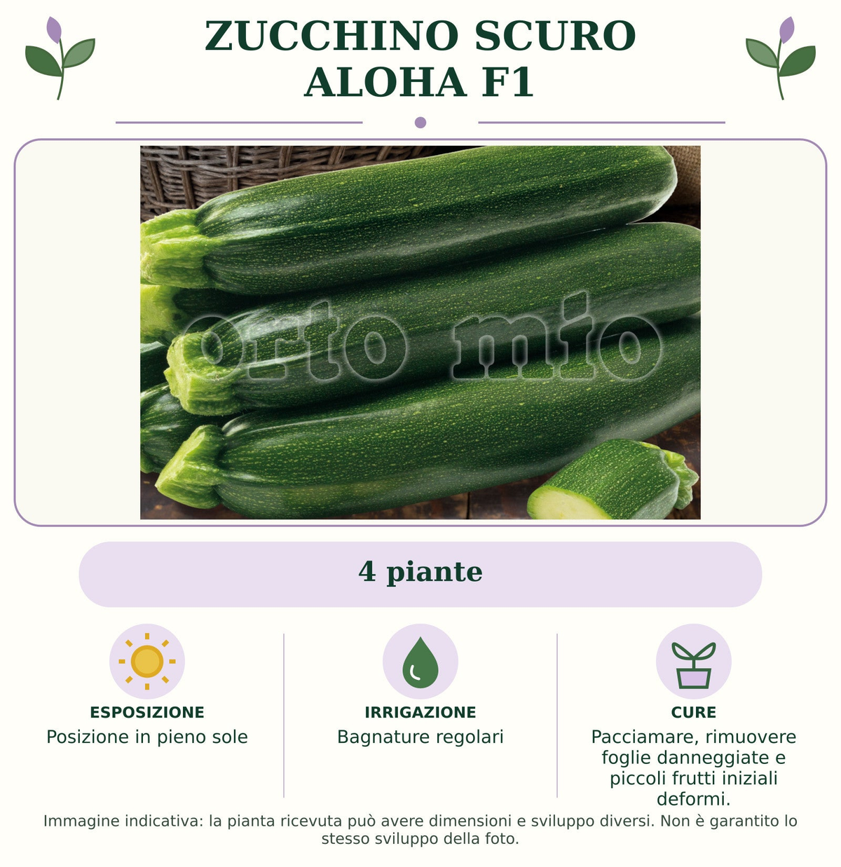 Zucchino Scuro Aloha F1: 4 piante. Posizione in pieno sole. Bagnature regolari. Pacciamare, rimuovere foglie danneggiate e piccoli frutti iniziali deformi.. Immagine indicativa.