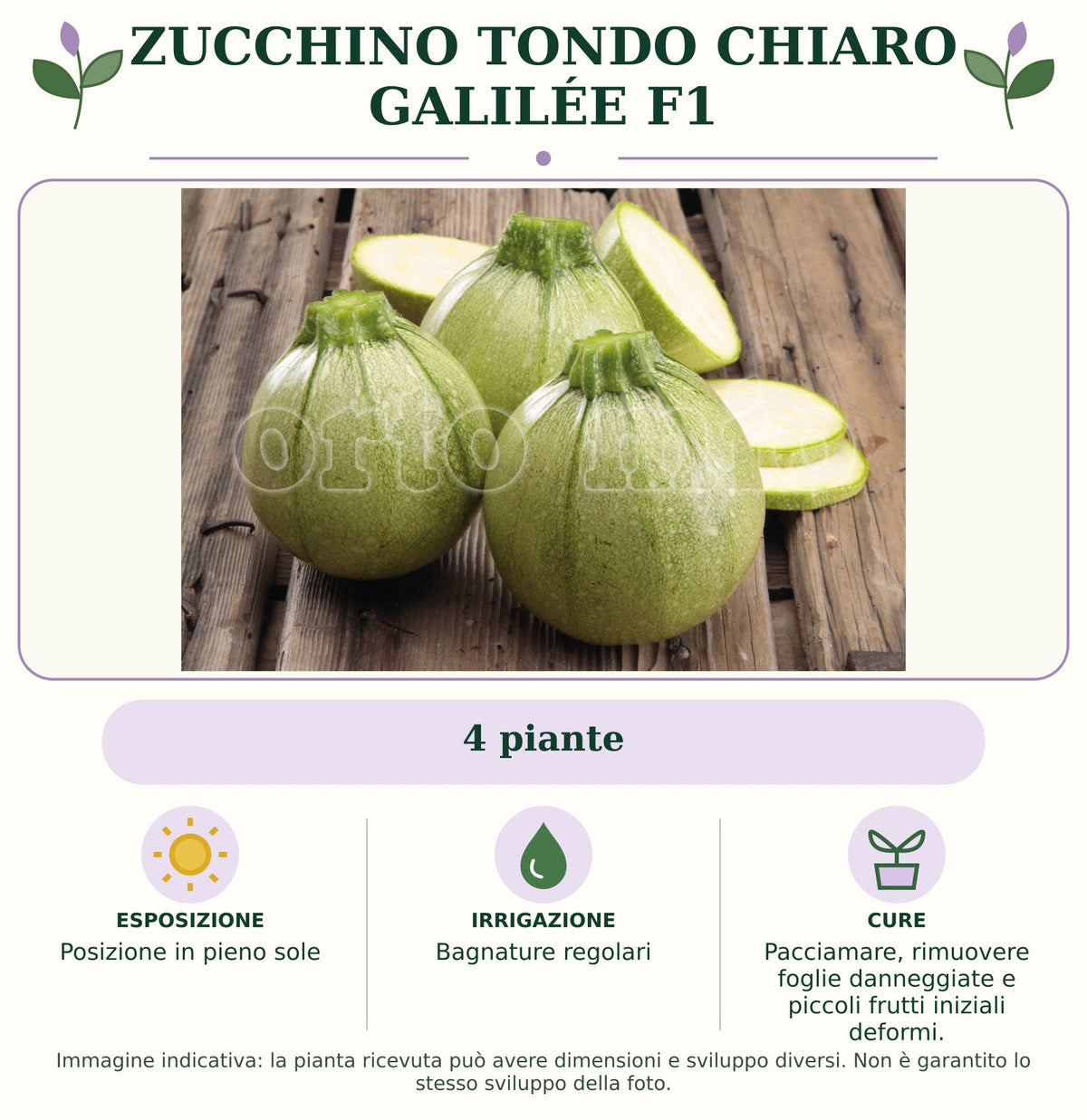 Zucchino Tondo chiaro Galilée F1: 4 piante. Posizione in pieno sole. Bagnature regolari. Pacciamare, rimuovere foglie danneggiate e piccoli frutti iniziali deformi.. Immagine indicativa.