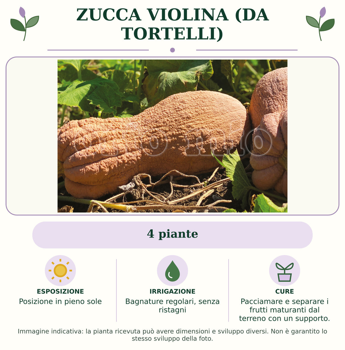 Zucca Violina (da tortelli): 4 piante. Posizione in pieno sole. Bagnature regolari, senza ristagni. Pacciamare e separare i frutti maturanti dal terreno con un supporto.. Immagine indicativa.