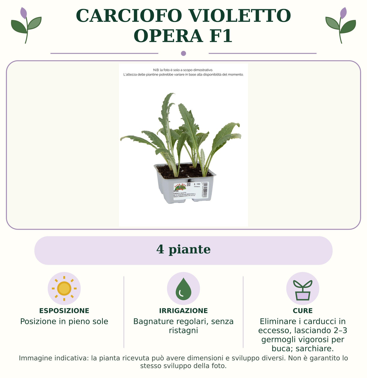 Carciofo Violetto Opera F1: 4 piante. Posizione in pieno sole. Bagnature regolari, senza ristagni. Eliminare i carducci in eccesso, lasciando 2–3 germogli vigorosi per buca; sarchiare.. Immagine indicativa.
