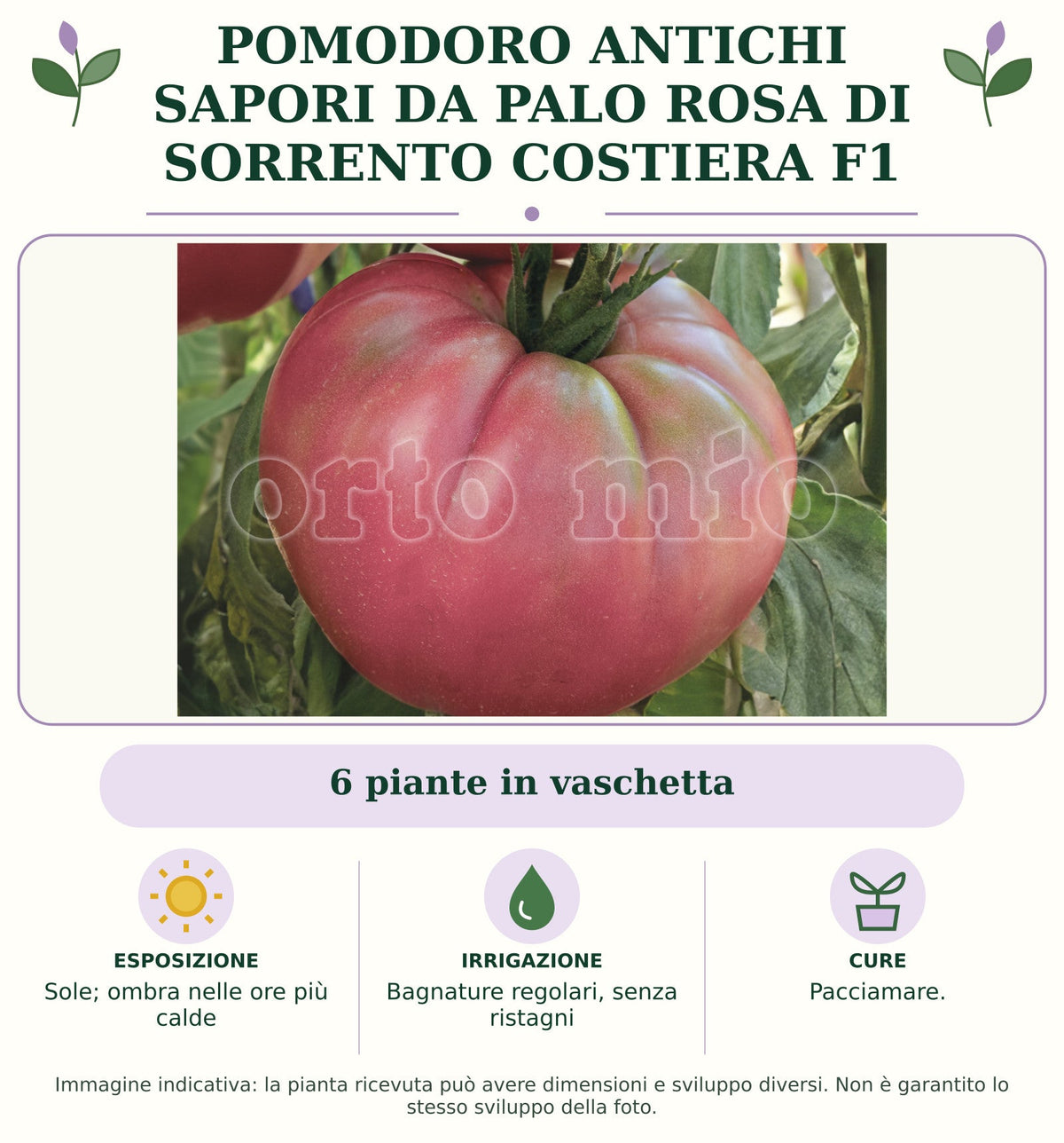 Pomodoro Antichi Sapori da palo Rosa di Sorrento Costiera F1: 6 piante in vaschetta. Sole; ombra nelle ore più calde. Bagnature regolari, senza ristagni. Pacciamare.. Immagine indicativa.