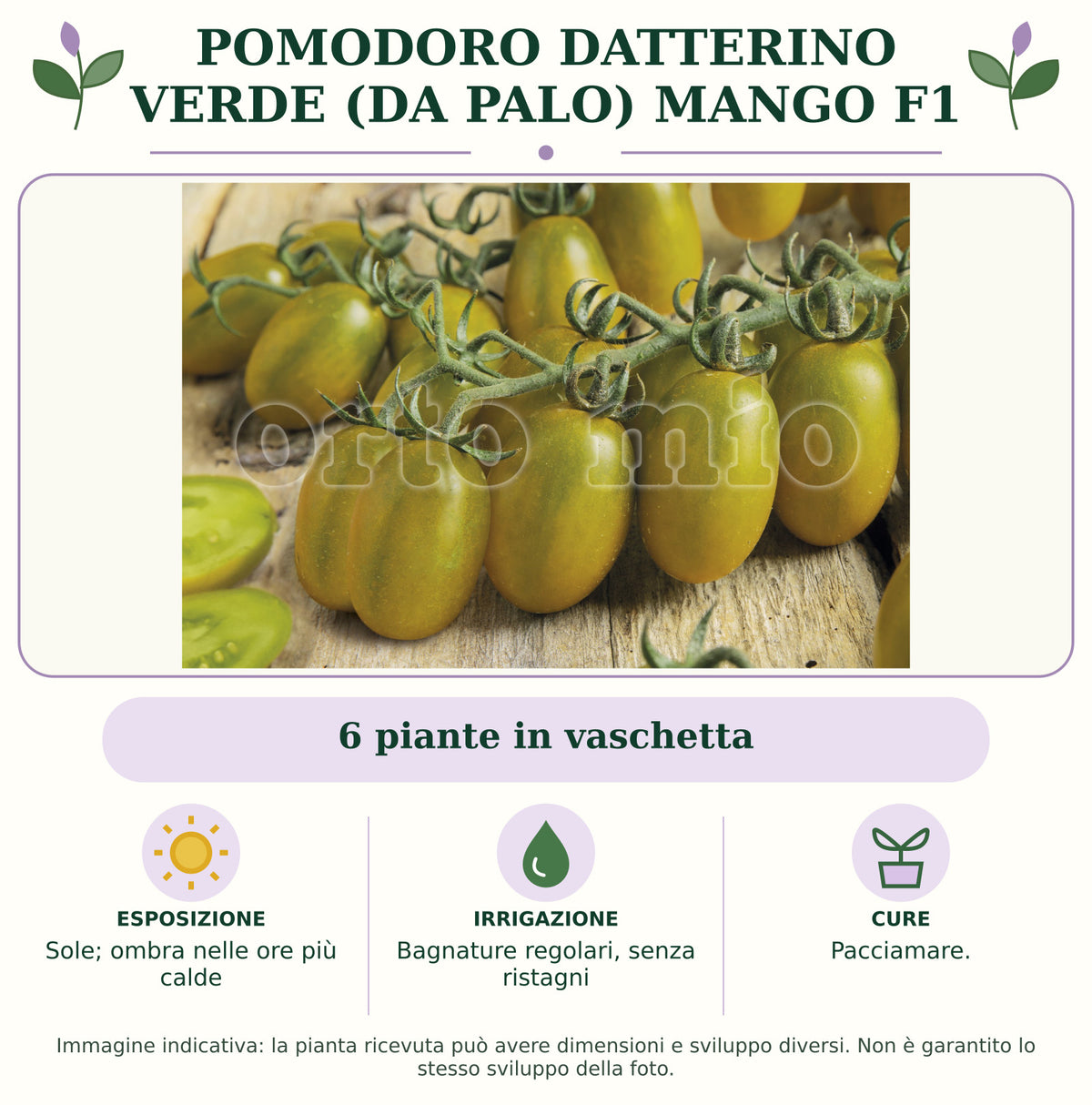 Pomodoro datterino verde (da palo) Mango F1: 6 piante in vaschetta. Sole; ombra nelle ore più calde. Bagnature regolari, senza ristagni. Pacciamare.. Immagine indicativa.