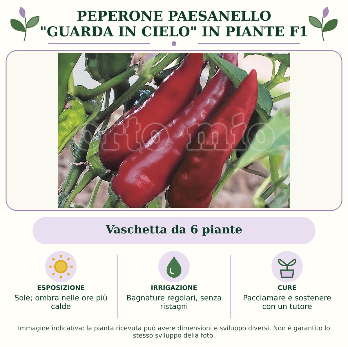 Peperone Paesanello "guarda in cielo" in piante F1: Vaschetta da 6 piante. Sole; ombra nelle ore più calde. Bagnature regolari, senza ristagni. Pacciamare e sostenere con un tutore. Immagine indicativa.