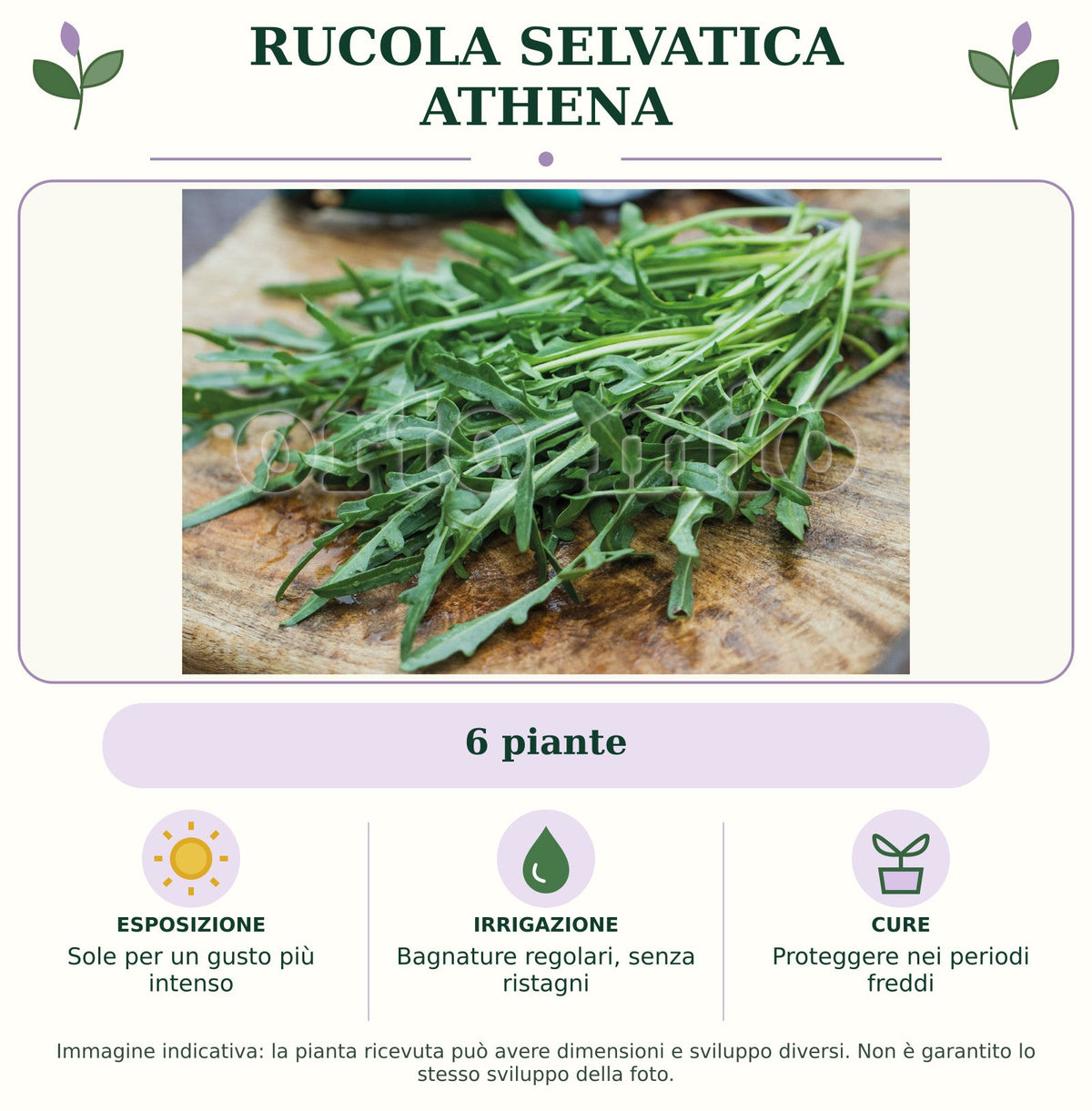 Rucola selvatica Athena: 6 piante. Sole per un gusto più intenso. Bagnature regolari, senza ristagni. Proteggere nei periodi freddi. Immagine indicativa.