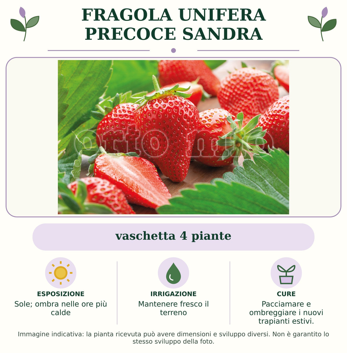 Fragola unifera precoce Sandra: vaschetta 4 piante. Sole; ombra nelle ore più calde. Mantenere fresco il terreno. Pacciamare e ombreggiare i nuovi trapianti estivi.. Immagine indicativa.