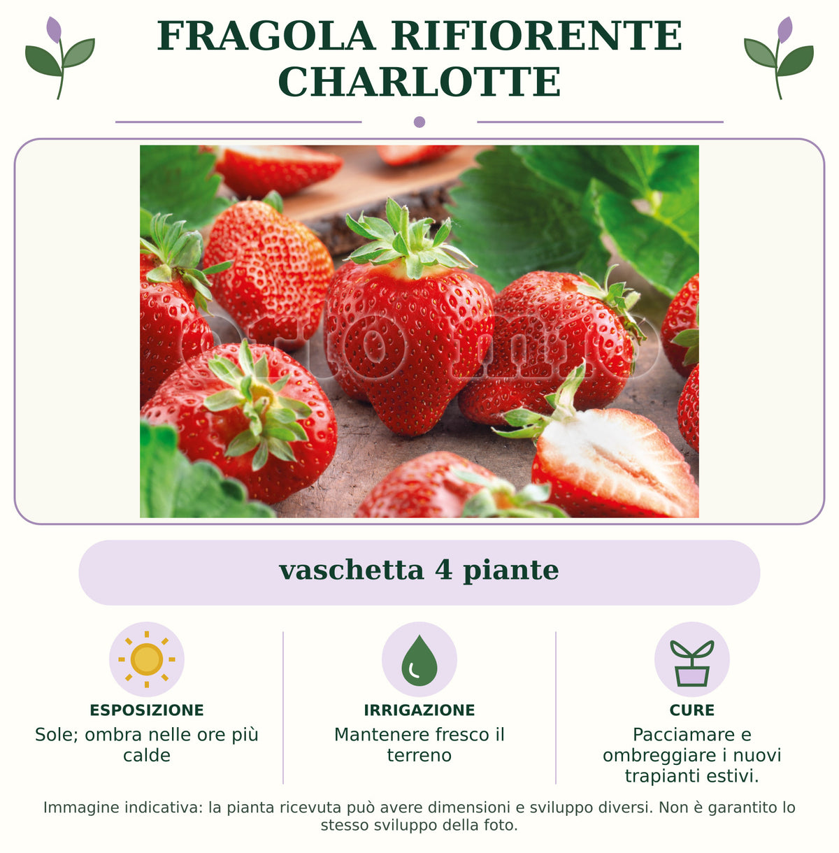 Fragola Rifiorente Charlotte: vaschetta 4 piante. Sole; ombra nelle ore più calde. Mantenere fresco il terreno. Pacciamare e ombreggiare i nuovi trapianti estivi.. Immagine indicativa.