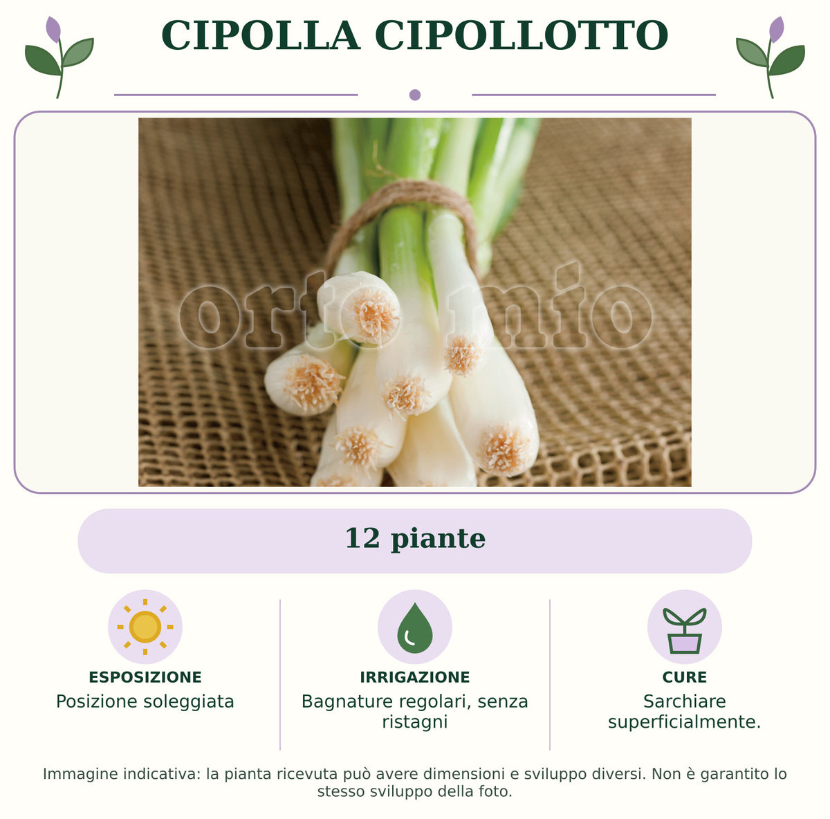 Cipolla Cipollotto: 12 piante. Posizione soleggiata. Bagnature regolari, senza ristagni. Sarchiare superficialmente.. Immagine indicativa.
