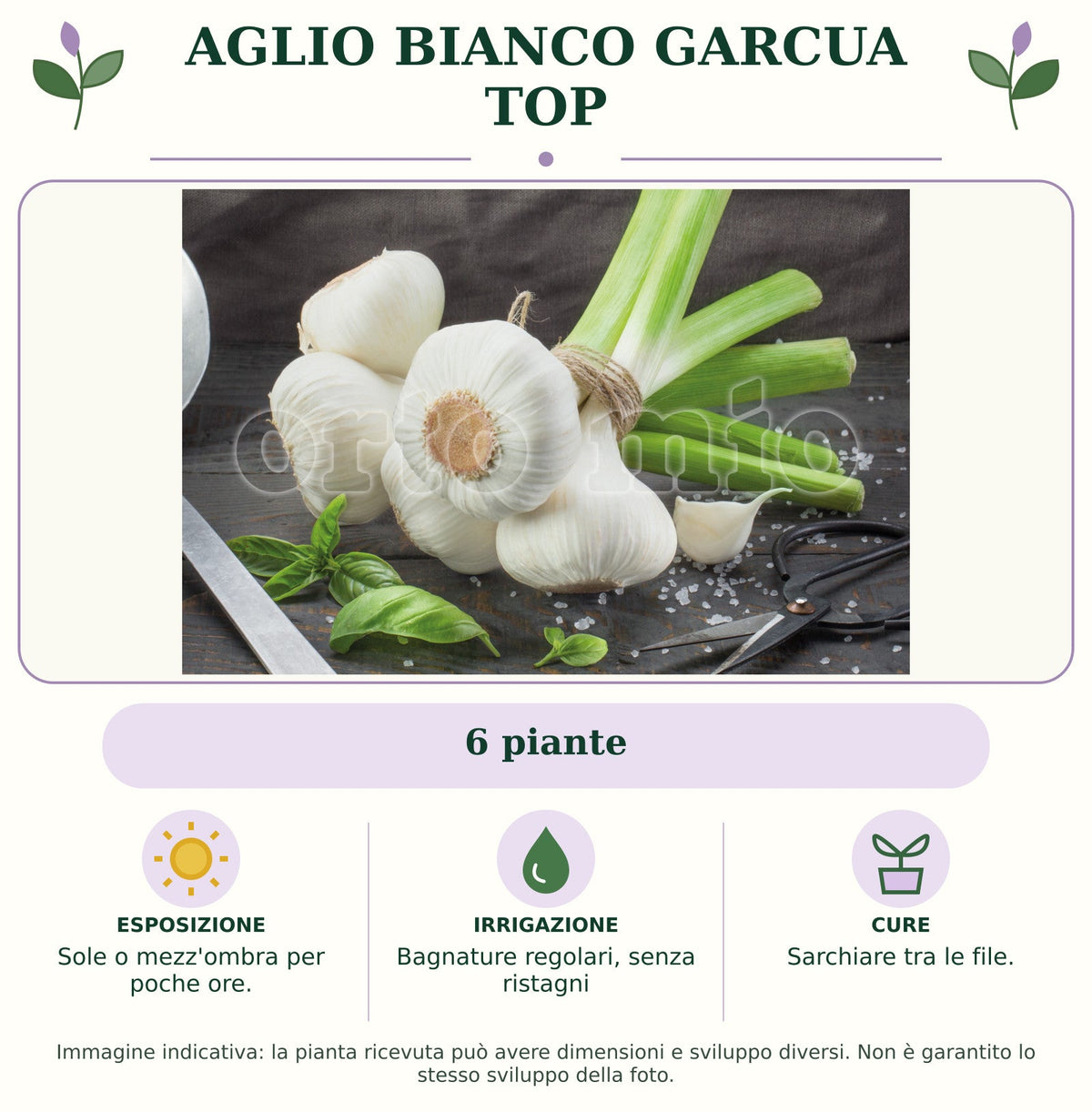 Aglio Bianco Garcua Top: 6 piante. Sole o mezz'ombra per poche ore.. Bagnature regolari, senza ristagni. Sarchiare tra le file.. Immagine indicativa.