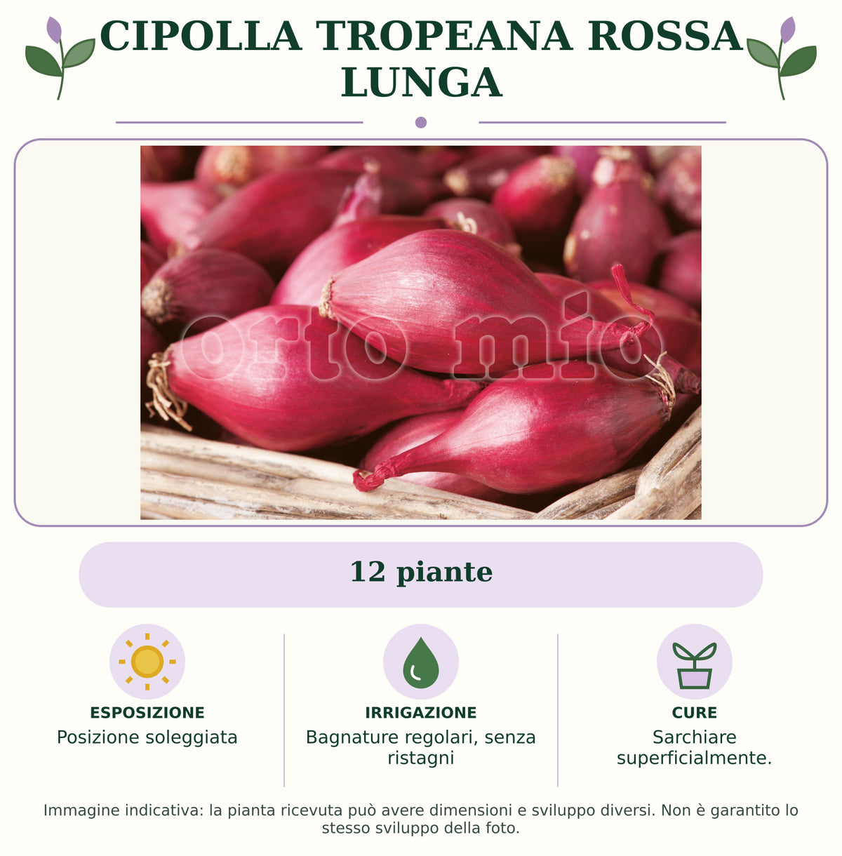 Cipolla tropeana rossa lunga: 12 piante. Posizione soleggiata. Bagnature regolari, senza ristagni. Sarchiare superficialmente.. Immagine indicativa.