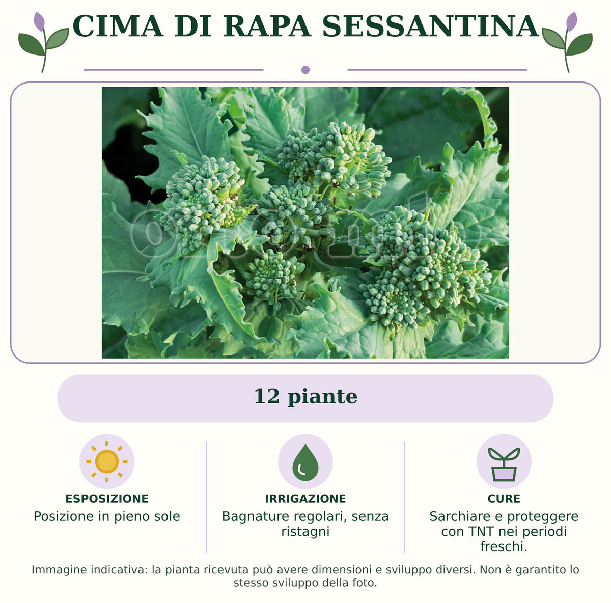 Cima di rapa sessantina: 12 piante. Posizione in pieno sole. Bagnature regolari, senza ristagni. Sarchiare e proteggere con TNT nei periodi freschi.. Immagine indicativa.