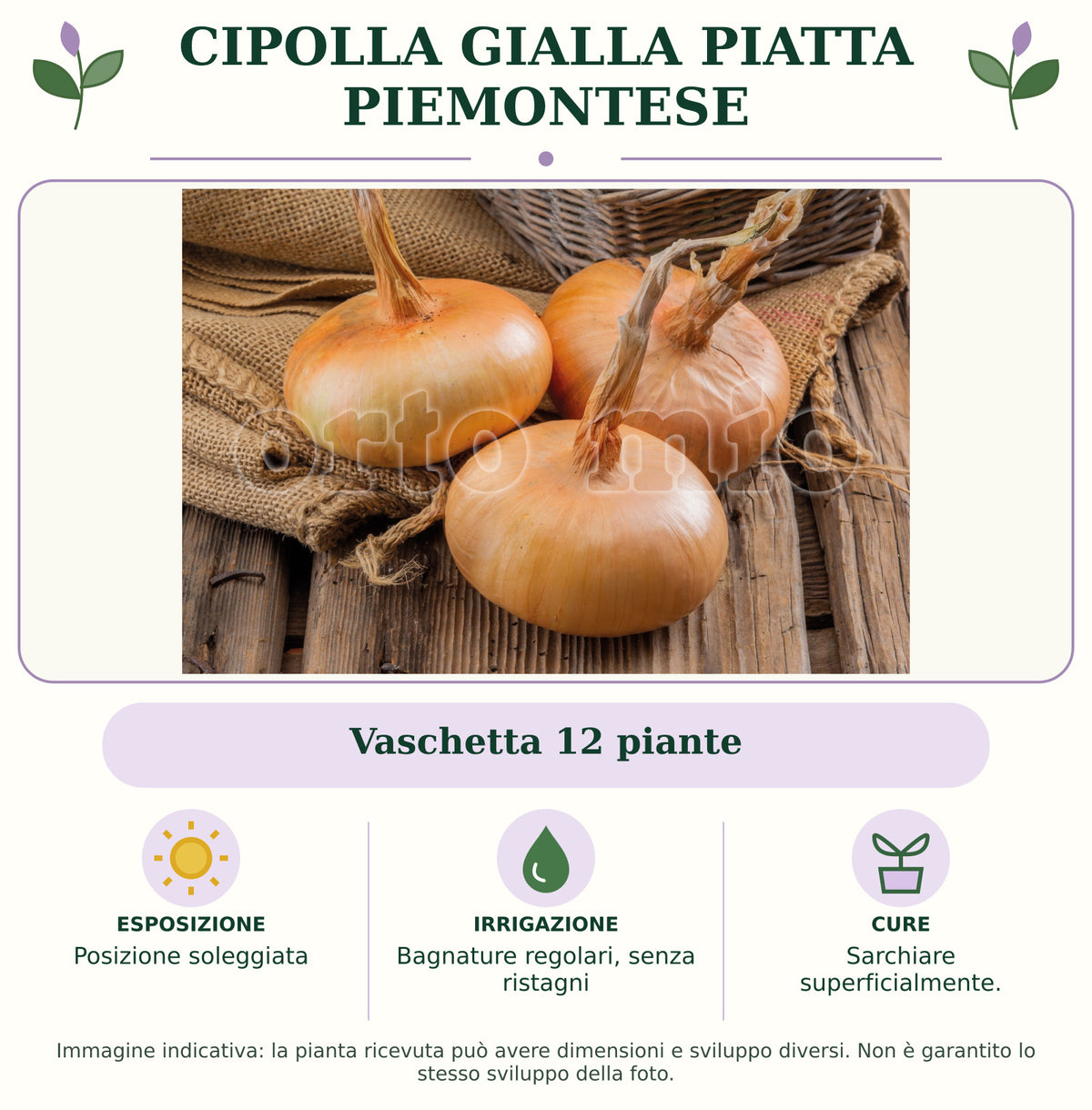 Cipolla gialla piatta piemontese: Vaschetta 12 piante. Posizione soleggiata. Bagnature regolari, senza ristagni. Sarchiare superficialmente.. Immagine indicativa.