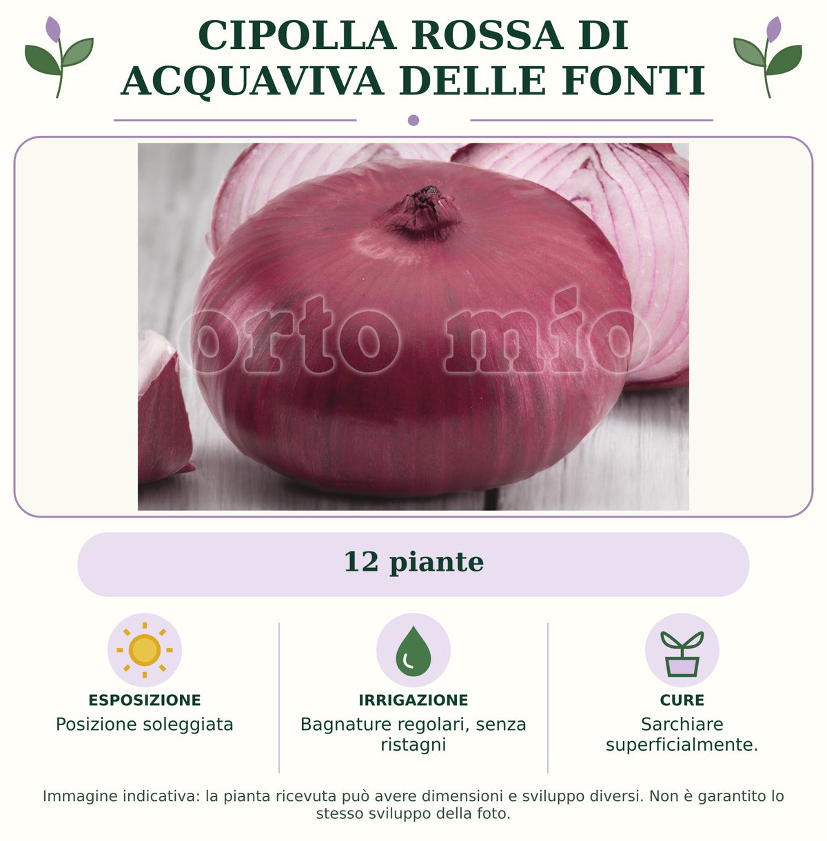 Cipolla Rossa di Acquaviva delle Fonti: 12 piante. Posizione soleggiata. Bagnature regolari, senza ristagni. Sarchiare superficialmente.. Immagine indicativa.