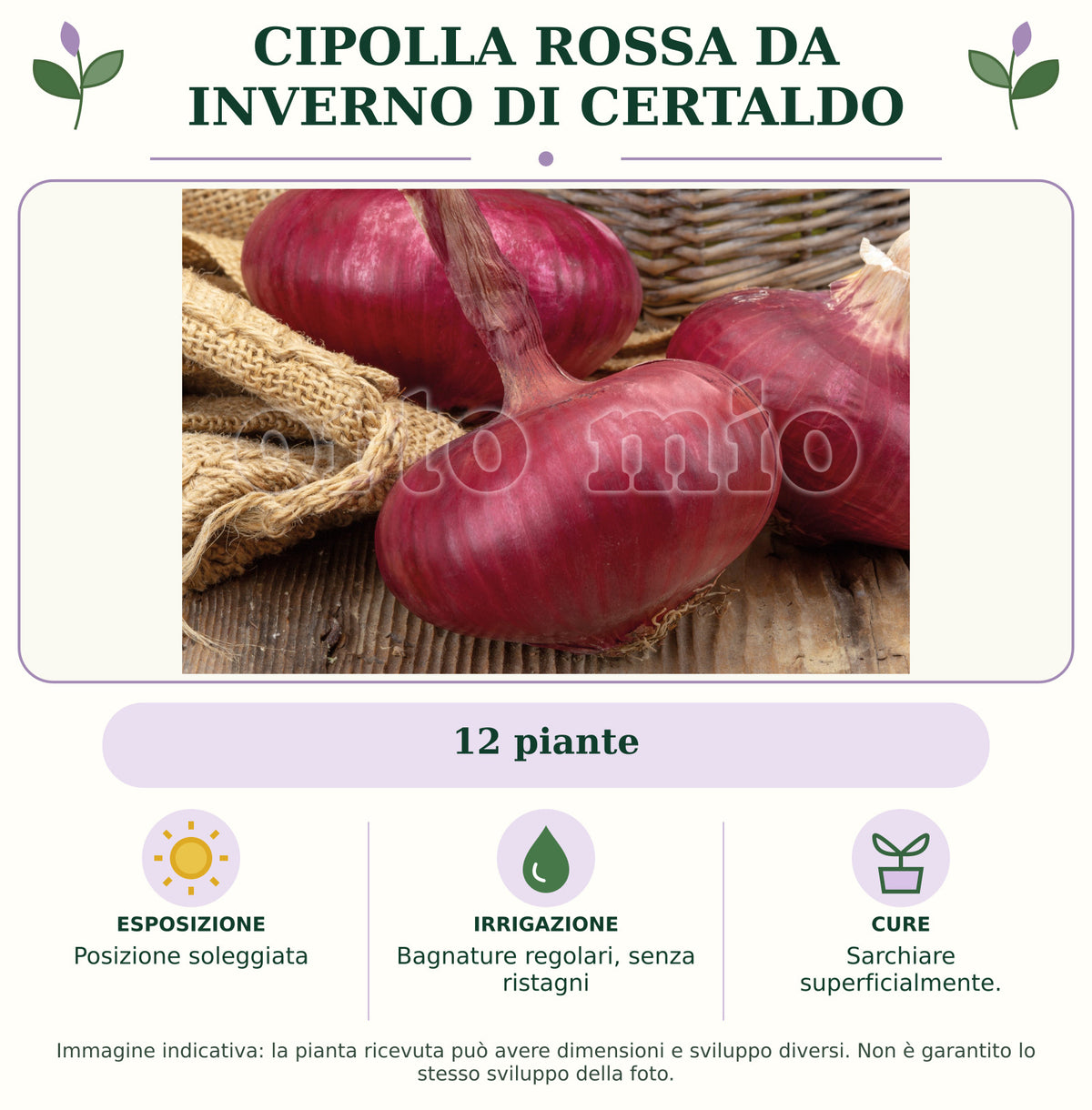 Cipolla rossa da inverno di Certaldo: 12 piante. Posizione soleggiata. Bagnature regolari, senza ristagni. Sarchiare superficialmente.. Immagine indicativa.