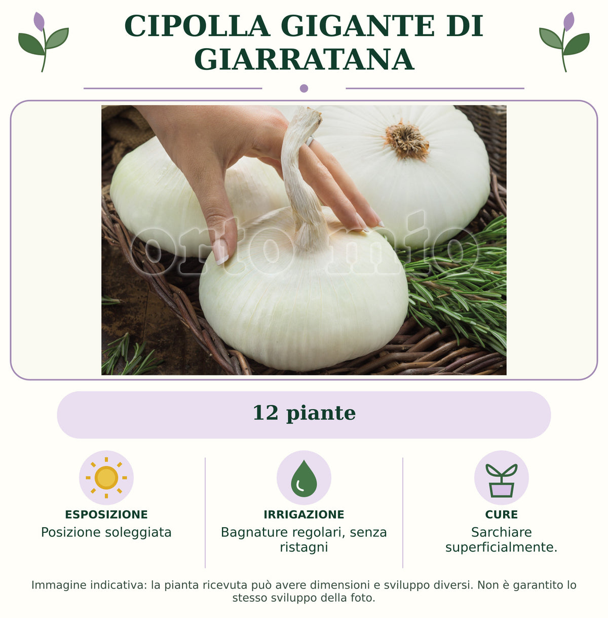 Cipolla gigante di Giarratana: 12 piante. Posizione soleggiata. Bagnature regolari, senza ristagni. Sarchiare superficialmente.. Immagine indicativa.