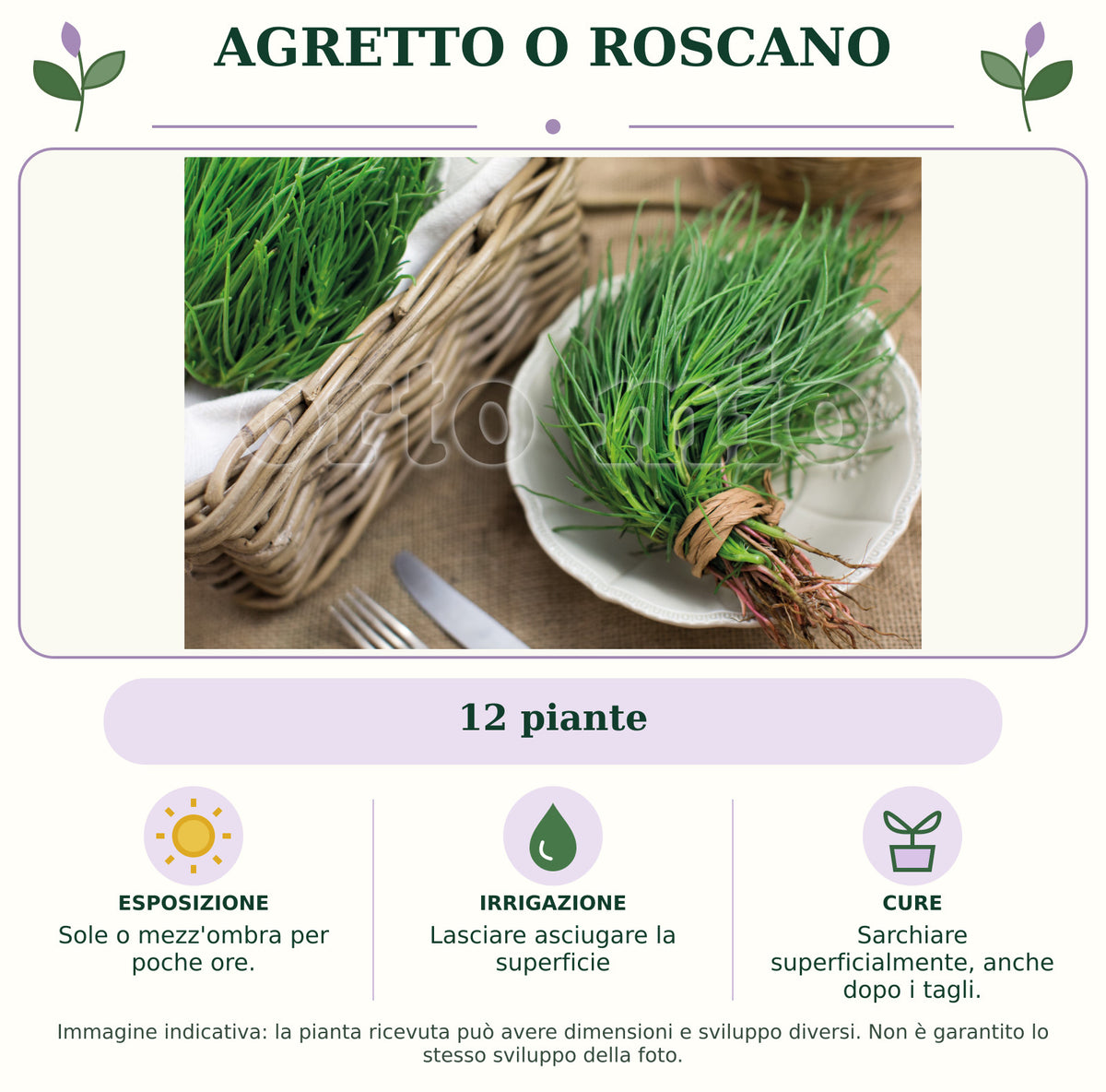 Agretto o Roscano: 12 piante. Sole o mezz'ombra per poche ore.. Lasciare asciugare la superficie. Sarchiare superficialmente, anche dopo i tagli.. Immagine indicativa.