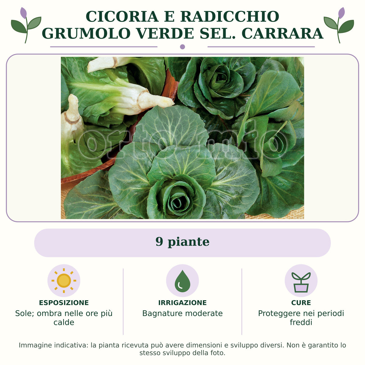 Cicoria e Radicchio grumolo verde sel. Carrara: 9 piante. Sole; ombra nelle ore più calde. Bagnature moderate. Proteggere nei periodi freddi. Immagine indicativa.