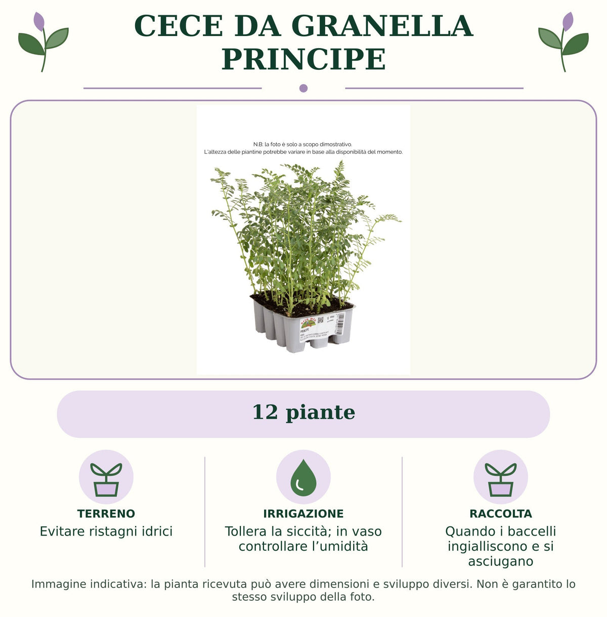 Cece da granella Principe: 12 piante. Evitare ristagni idrici. Tollera la siccità; in vaso controllare l’umidità. Quando i baccelli ingialliscono e si asciugano. Immagine indicativa.