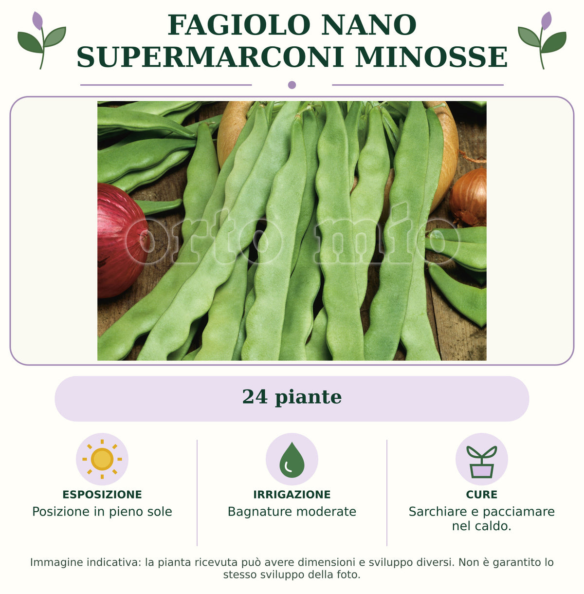 Fagiolo nano Supermarconi Minosse: 24 piante. Posizione in pieno sole. Bagnature moderate. Sarchiare e pacciamare nel caldo.. Immagine indicativa.