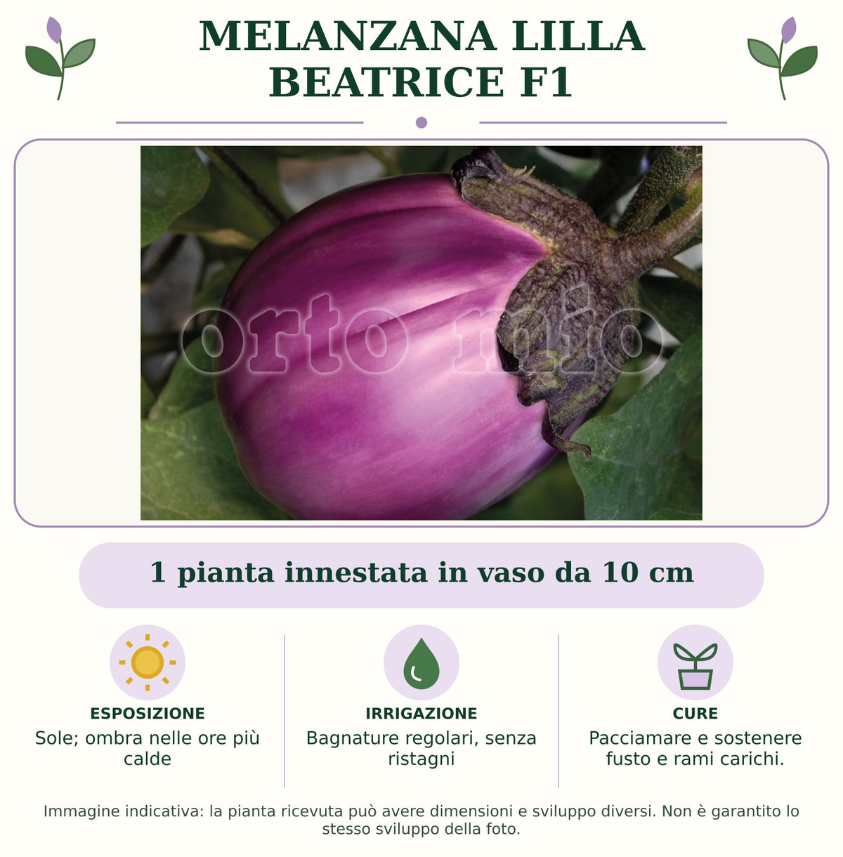 Melanzana Lilla Beatrice F1: 1 pianta innestata in vaso da 10 cm. Sole; ombra nelle ore più calde. Bagnature regolari, senza ristagni. Pacciamare e sostenere fusto e rami carichi.. Immagine indicativa.