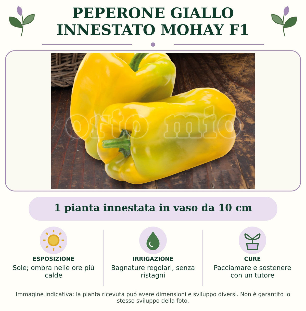Peperone giallo innestato Mohay F1: 1 pianta innestata in vaso da 10 cm. Sole; ombra nelle ore più calde. Bagnature regolari, senza ristagni. Pacciamare e sostenere con un tutore. Immagine indicativa.