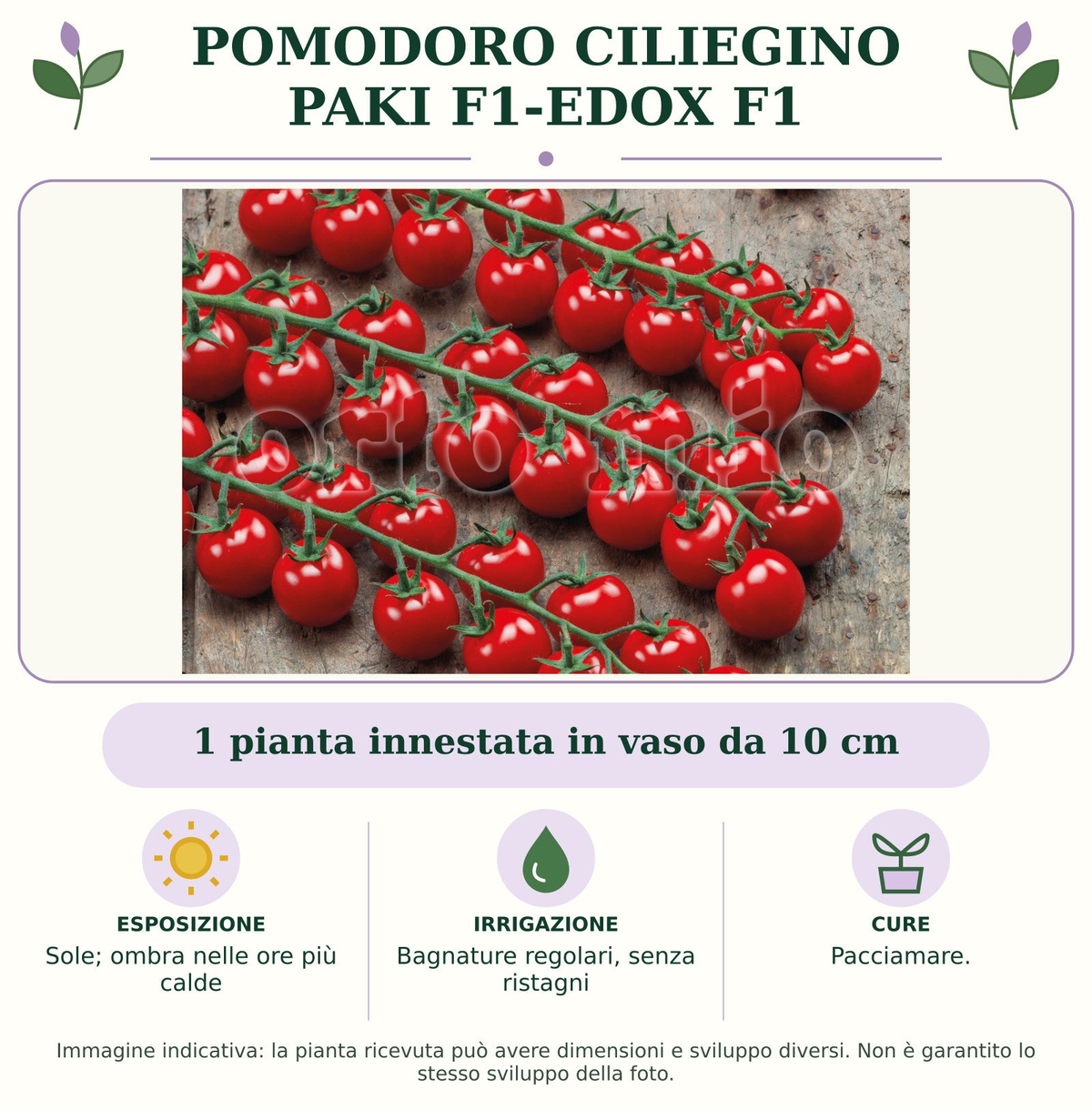 Pomodoro ciliegino Paki F1-Edox F1: 1 pianta innestata in vaso da 10 cm. Sole; ombra nelle ore più calde. Bagnature regolari, senza ristagni. Pacciamare.. Immagine indicativa.
