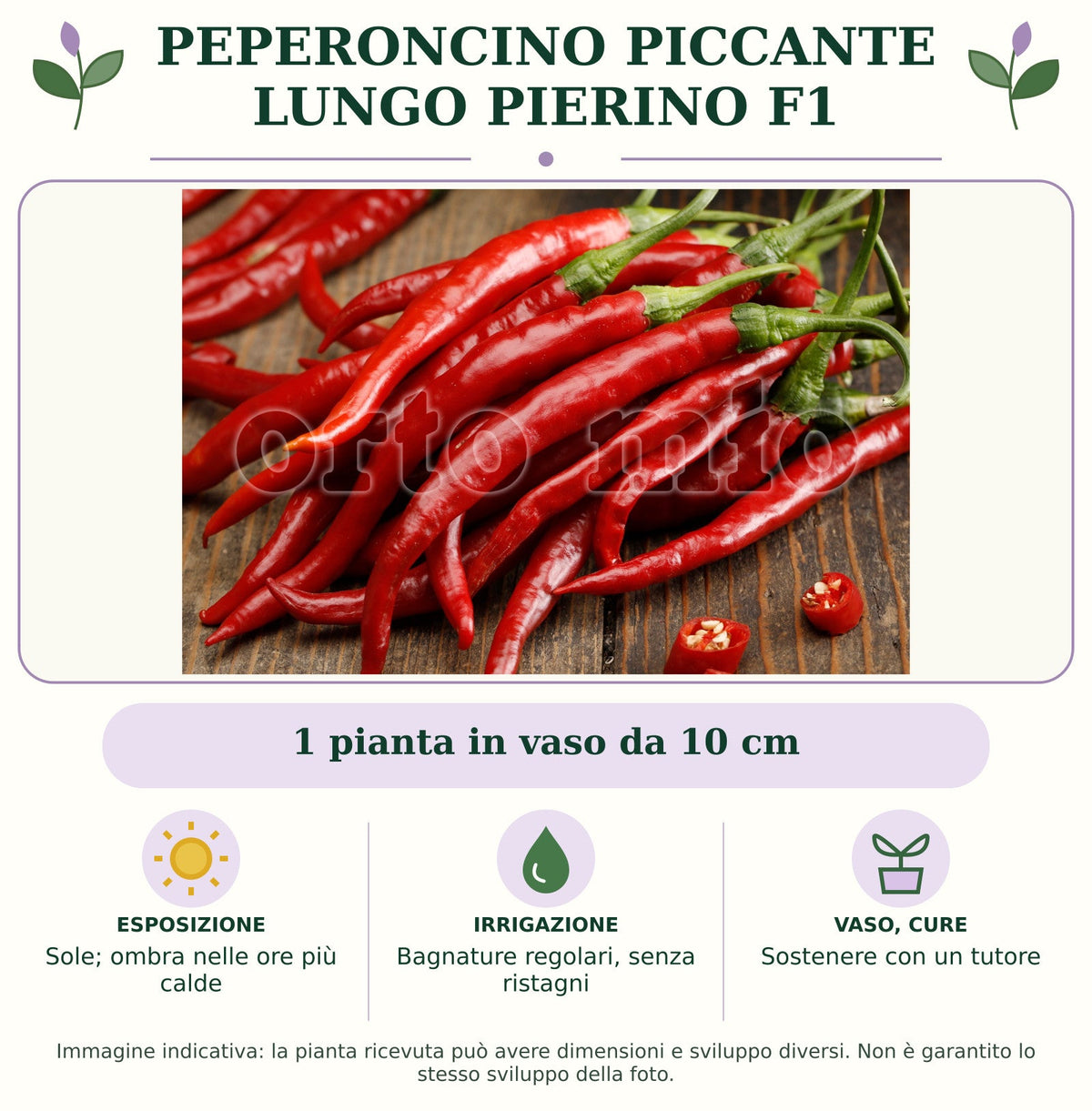 Peperoncino piccante lungo Pierino F1: 1 pianta in vaso da 10 cm. Sole; ombra nelle ore più calde. Bagnature regolari, senza ristagni. Sostenere con un tutore. Immagine indicativa.