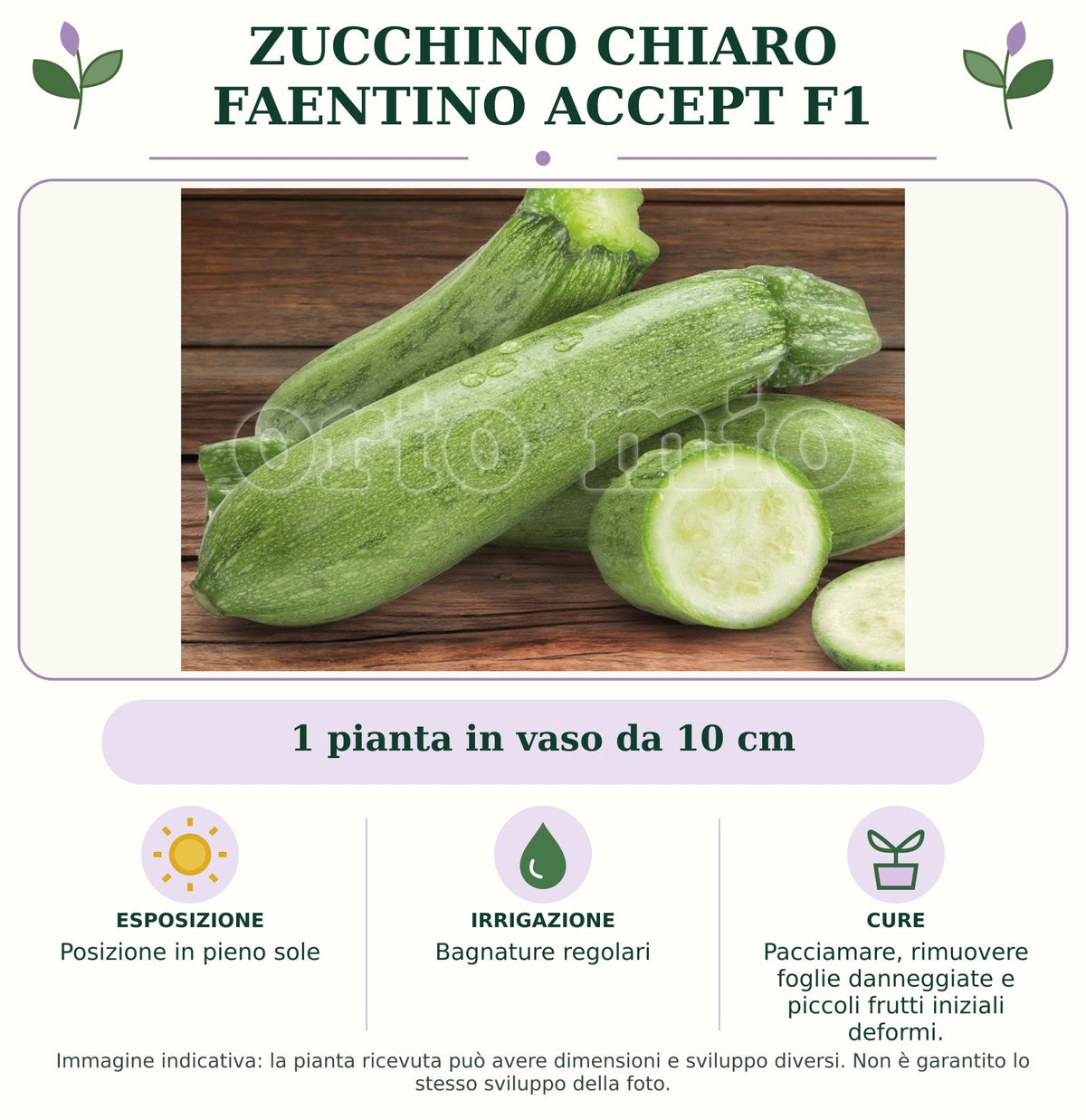Zucchino Chiaro faentino Accept F1: 1 pianta in vaso da 10 cm. Posizione in pieno sole. Bagnature regolari. Pacciamare, rimuovere foglie danneggiate e piccoli frutti iniziali deformi.. Immagine indicativa.