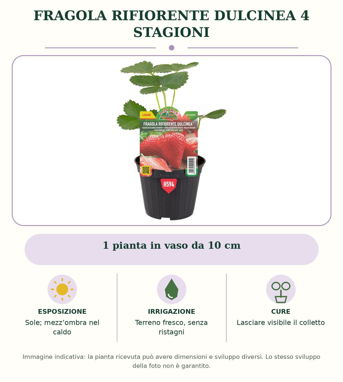 Fragola rifiorente Dulcinea 4 stagioni: 1 pianta in vaso da 10 cm. Sole; mezz’ombra nel caldo. Terreno fresco, senza ristagni. Lasciare visibile il colletto. Immagine indicativa.