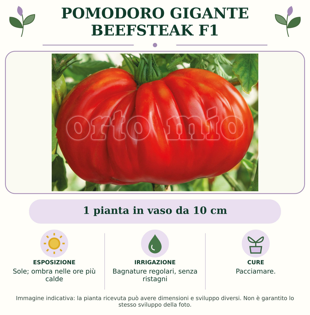 Pomodoro gigante Beefsteak F1: 1 pianta in vaso da 10 cm. Sole; ombra nelle ore più calde. Bagnature regolari, senza ristagni. Pacciamare.. Immagine indicativa.