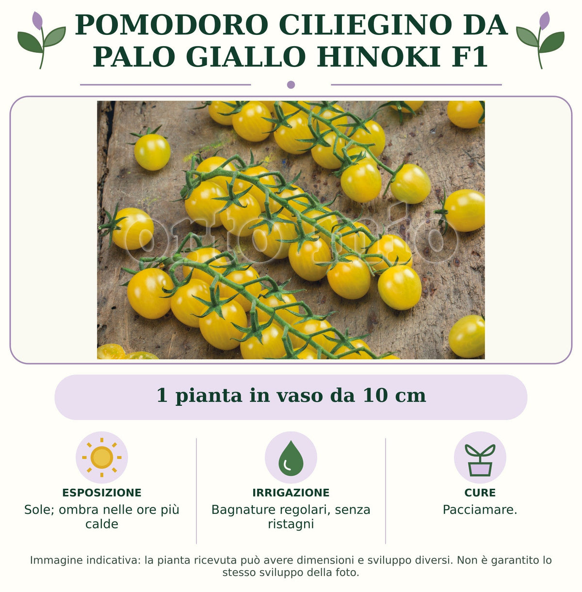 Pomodoro Ciliegino da palo Giallo Hinoki F1: 1 pianta in vaso da 10 cm. Sole; ombra nelle ore più calde. Bagnature regolari, senza ristagni. Pacciamare.. Immagine indicativa.